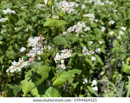 field with white flowers of blooming buckwheat