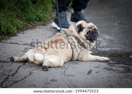 Picture of a small pug dog, exhausted, laying down, having a rest on the ground while being on a leash. The pug is a breed of small dogs with shorthair.

