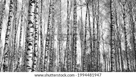 Birch tree forest. Winter, early spring. Dark atmospheric landscape. Pattern, texture, background, wallpaper, graphic resources. Panoramic view, black and white, monochrome. Nature, environment Royalty-Free Stock Photo #1994481947