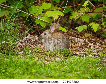 A closeup of a cute brown rabbit outdoors during daylight