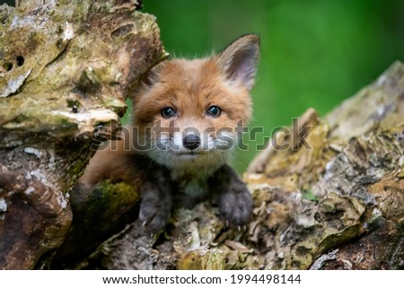 Red fox, vulpes vulpes, small young cub in forest. Cute little wild predators in natural environment. Wildlife scene from nature