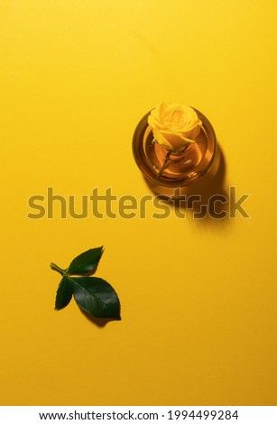 Garden rose in glass vase and green leaf on bright yellow background with long shadow flat lay