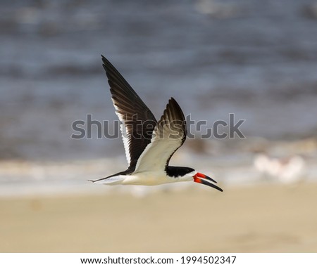 This Black Skimmer is caught against the backdrop of the surf with its wings seen against the water while underneath we see the sand.