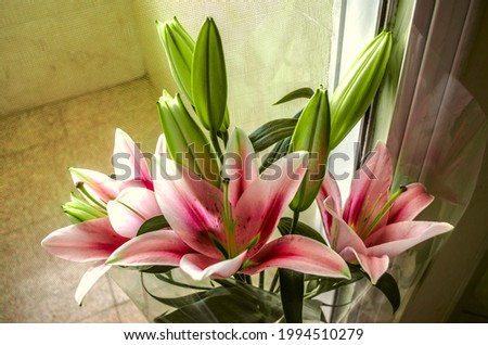 A bouquet of large flowers of pink-white lilies with a reddish-purple center,in a transparent package in a vase on the floor by the glass door.