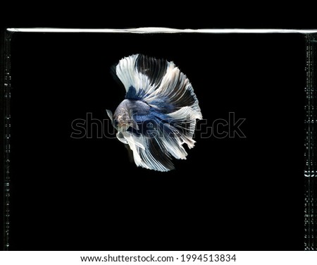 Beautiful of blue and yellow half moon siamese betta fish fighting fish in thailand on isolated black background. Thailand called Pla-kad or big ear fish.