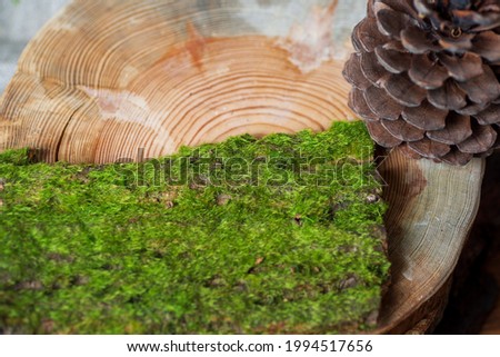 The moss on the bark lies on a light tree next to a pine cone. Close-up top view. Background from natural materials with empty space for text.