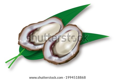 Illustration of oysters. White background. 