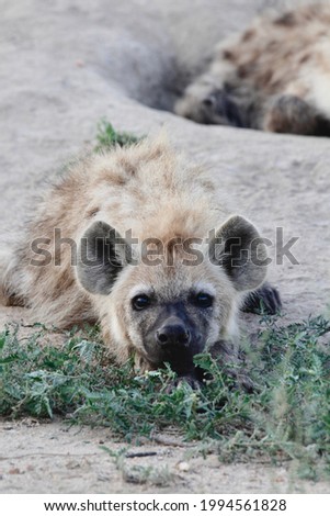 hyena den in the timbavati