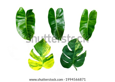 Set of Tropical leaves isolated on white background. Beautiful tropical exotic foliage.fresh green leaves.