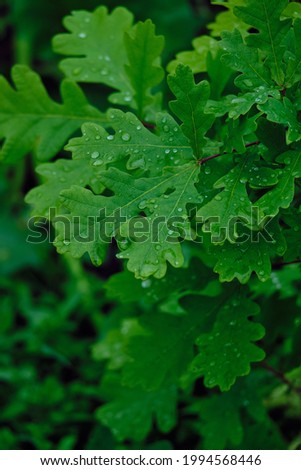 Green cedar leaves with raindrops. Blurred background