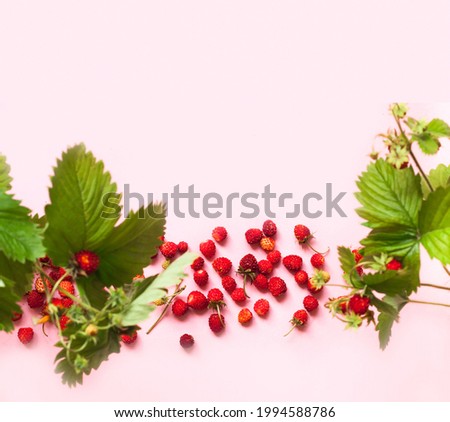 Wild strawberry on a pink background. Wildlife concept. Creative copy space. Close-up, blurred effect