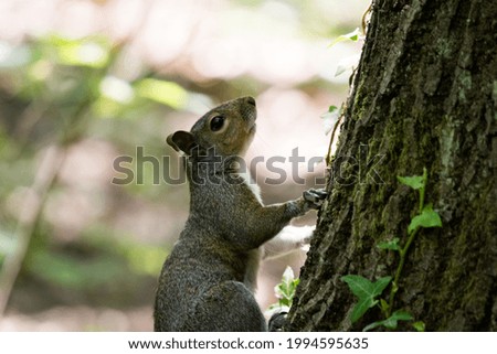 A grey squirrel pauses at the base of a tree