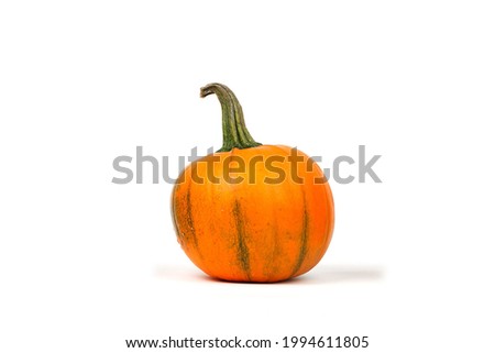 A pumpkin on the white background 