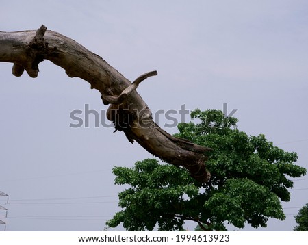 Dry wood tree structure picture aligned with other leaves on the frame
