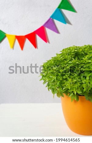 Pot of basil called manjerico a traditional plant of portuguese popular saints and festive party flags. With copy space