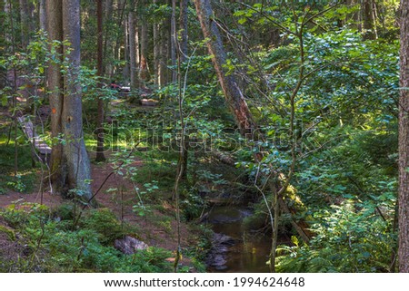 Beautiful summer view of mountain nature landscape in forest. High green pine trees and small stream in green forest. Sweden.