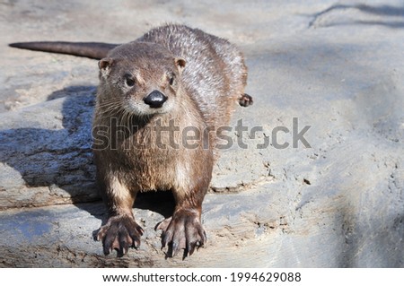 River otter showing webbed paws on rock