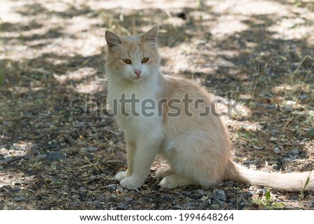 A beautiful stray cat poses for the camera