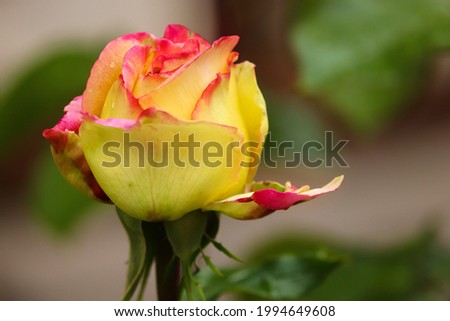 blossom of a yellow and red rose
