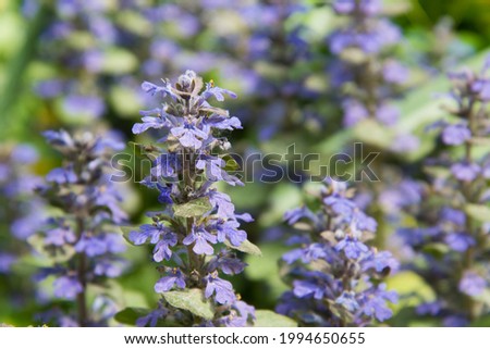 A flowering plant with small purple inflorescences. Background, texture. Medicinal plant