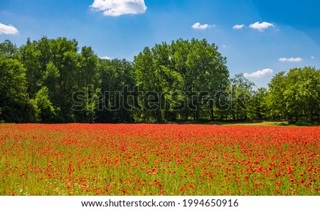 Close-up poppies on meadow field. Wild flowers in springtime. Fantastic day and gorgeous scene. Field of bright red corn poppy flowers in summer landscape under blue sky.  Romantic nature scenery