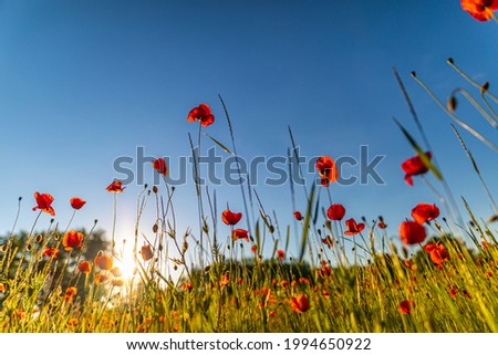 Close-up poppies on meadow field. Wild flowers in springtime. Fantastic day and gorgeous scene. Field of bright red corn poppy flowers in summer landscape under blue sky.  Romantic nature scenery