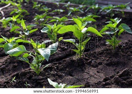 pepper plant in the garden in the early morning. planting pepper seedlings in the ground. The concept of conservation of nature and agriculture