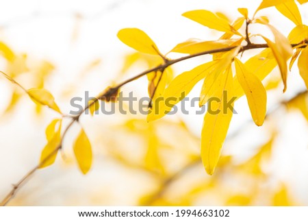 colorful leaves in autumn