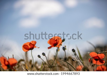 Poppy blossoms in a wheat field, morning sky with sun and clouds