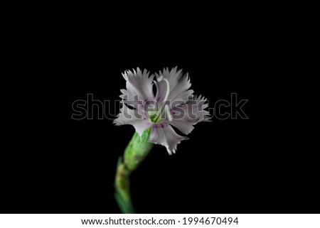 Flower of the pink Dianthus anatolicus, with a dark background