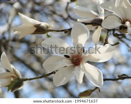 White Magnolia flower bloom on background of blurry white Magnolia flowers