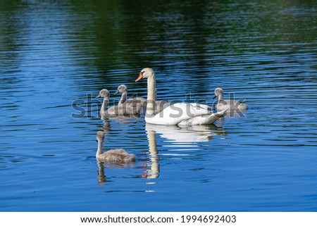 White mother swan swimming with cygnets