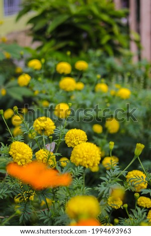 Beautiful yellow marigold flowers with green leaves are blooming in the garden. Yellow flower stock images