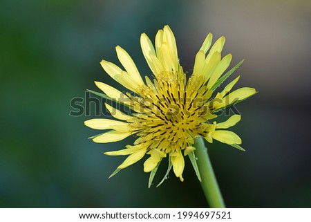 salsify medicinal plant flower in the morning dew close-up.