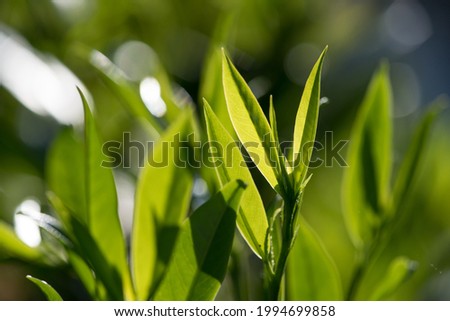 Green leaves detail against strong light