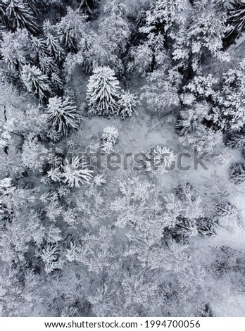 Drone view over winter landscape. Snow trees. Snow forest.