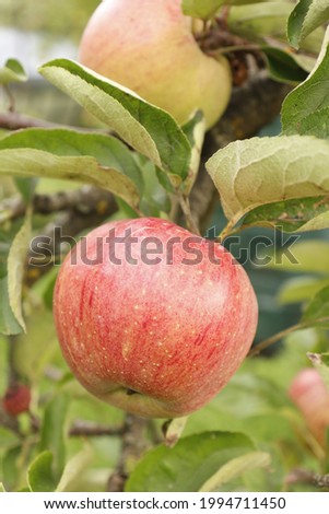 Ripe apples with red stripes on a branch in the garden.