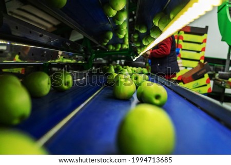 Natural organic fruit and vegetable industry. Green apple production in a fruit production and distribution factory. Worker's hands in the background, watching the sorting and selection of apples