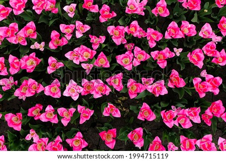 Top view on Beautiful field of pink or Magenta tulips close up. Spring background with tender tulips. Pink floral background