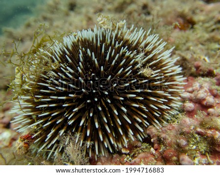Front view of a white-tippeds sea urchin on the sea bottom, macro shot of a Sphaerechinus granularis