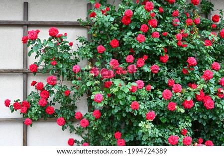red roses on a house wall Royalty-Free Stock Photo #1994724389