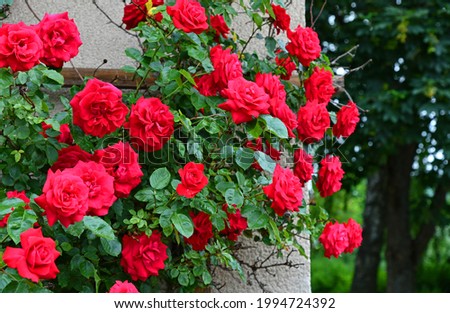red roses on a house wall Royalty-Free Stock Photo #1994724392