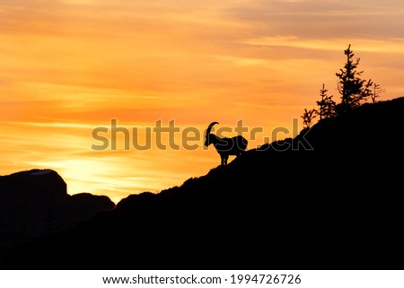 Alpine ibex in the Switzerland mountains. Ibex moving in the Alps. European wildlife nature during spring season.