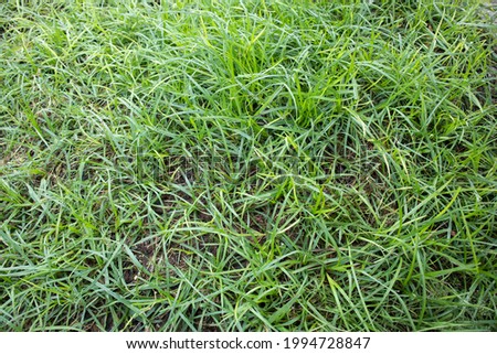 Photo graph of Seamless pattern - green grass.