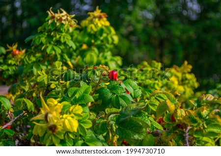 Rose hip berry in a green bush, nature, summer.