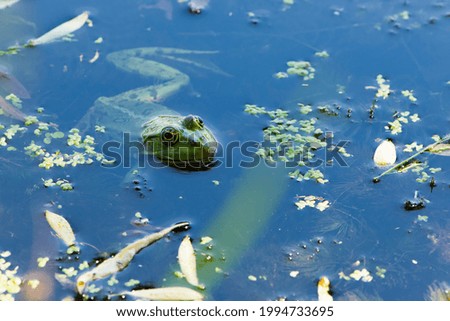 Marsh frog, Pelophylax ridibundus, in nature habitat. Wildlife scene from nature, green animal in water. Beautiful frog in dirty water in a swamp. close-up