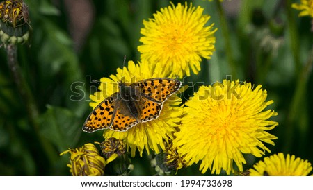 Araschnia levana on yellow dandelion flower. beautiful delicate butterfly, orange wings. macro insect, nature close-up. The mutable map butterfly, spring season. copy space, top view.