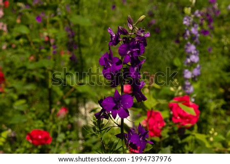Close up dark purple flower decorative plant on green grass with red roses background into summer garden 