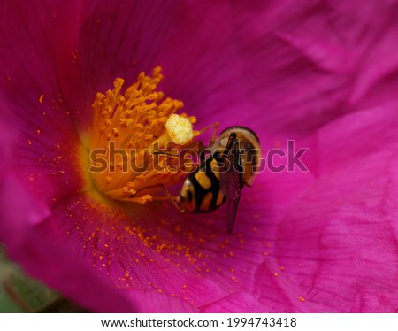 Hover Fly pollinating a flower