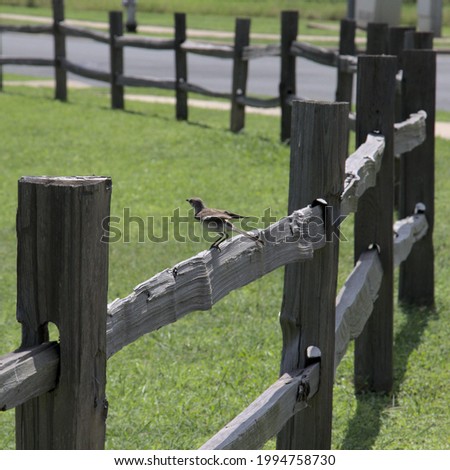 a mockingbird preparing to launch from a split rail fence